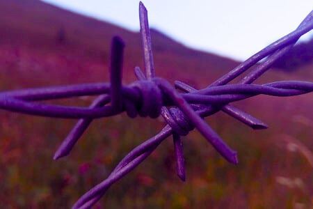 Imagine pentru categoria Sarma ghimpata